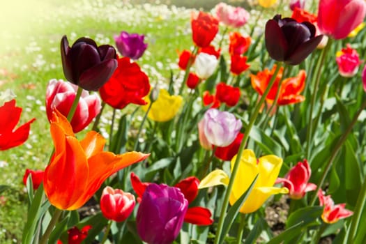 colored tulip