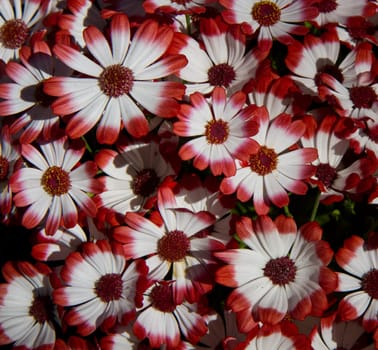 daisy background