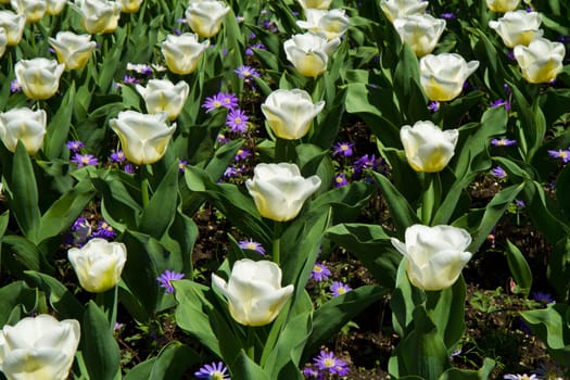 white tulip in villa taranto