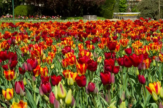 tulip field