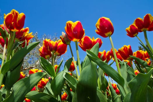 colored tulip