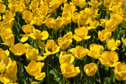 background of yellow tulip