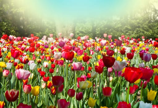 colored tulip