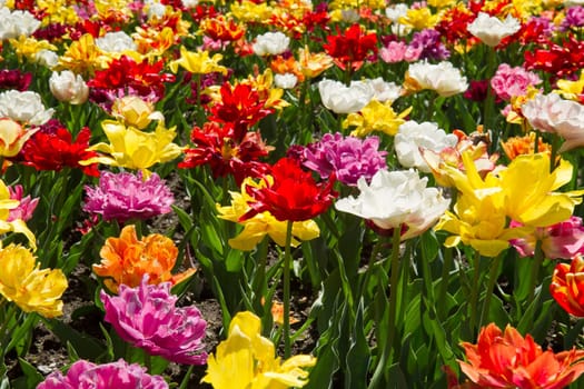 tulip field