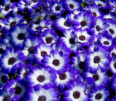 daisy background
