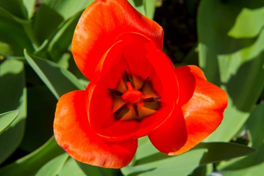 macro shot of orange tulip