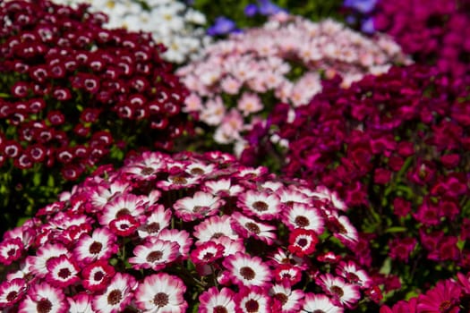 background of colored flower