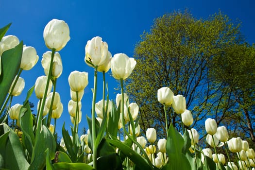 white tulip in villa taranto
