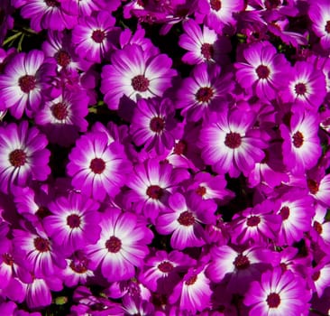 daisy background