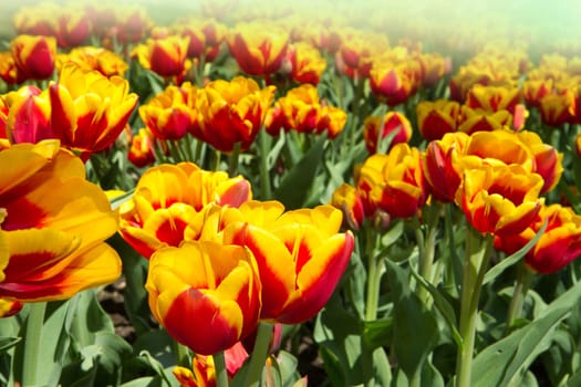 colored tulip