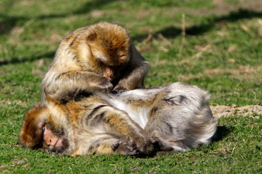 Lousing Barbary macaques