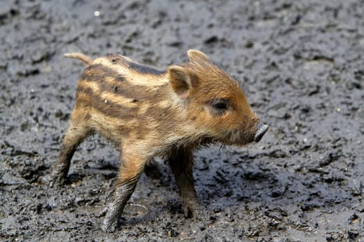 Wild boars Youngsters