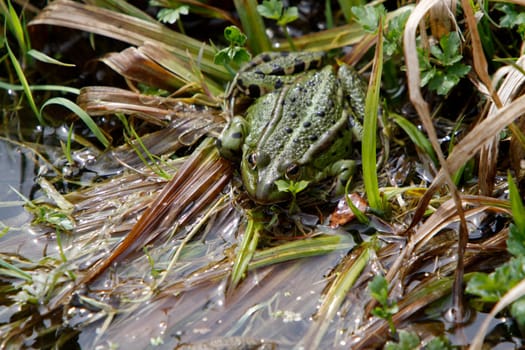 Common water frog