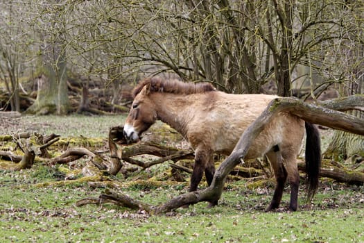 Asian wild horse