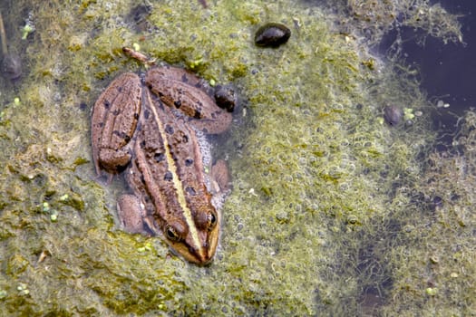 Common water frog