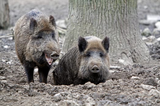 Wild boars in the mud