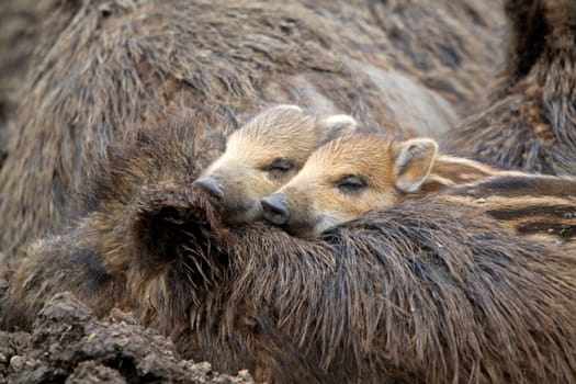 Wild boar family