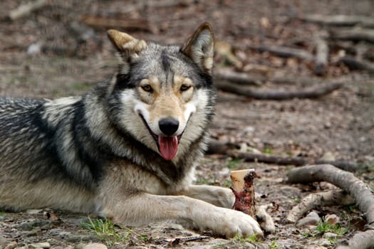Timberwolf