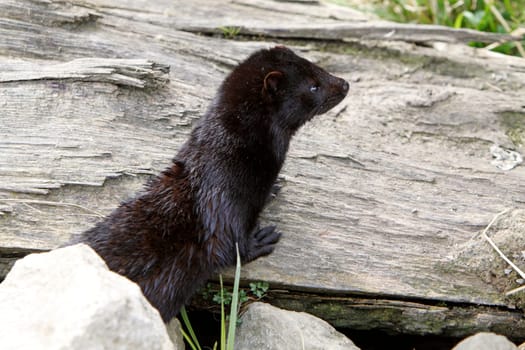 American mink