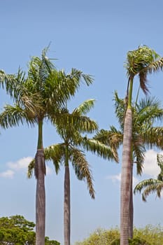vertical capture of tropical landscape of a tropical garden of coconut palm trees against a blue sky with wispy clouds cirrus. Location of this generic shot was Tamil Nadu, India