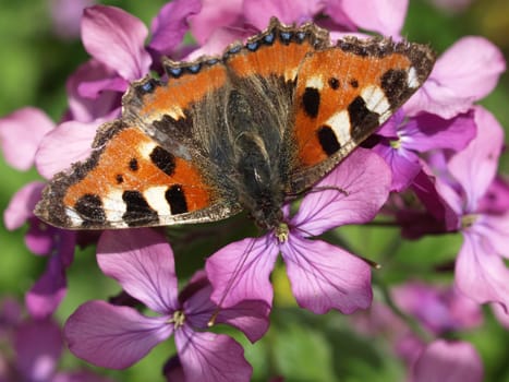 Small tortoiseshell