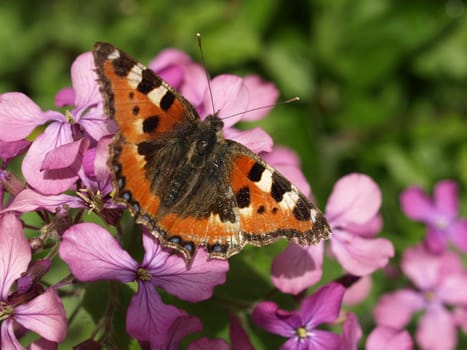 Small tortoiseshell