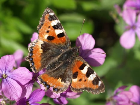 Small tortoiseshell