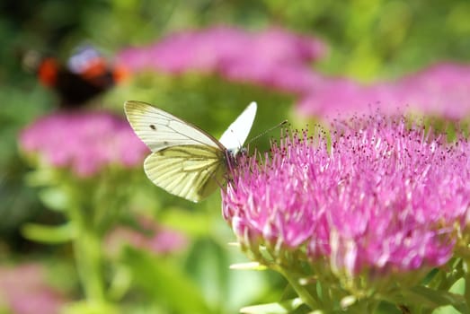 White butterfly on a flower