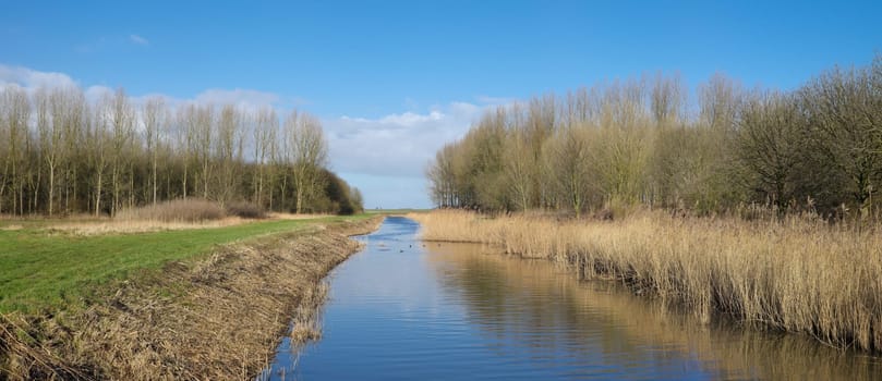 small ditch with reed and trees