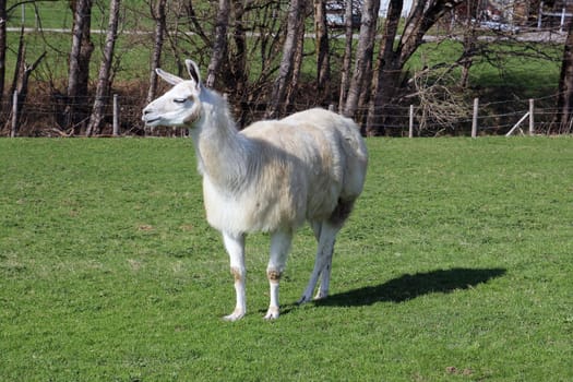 Llamas are being bred more and more often in Bavaria