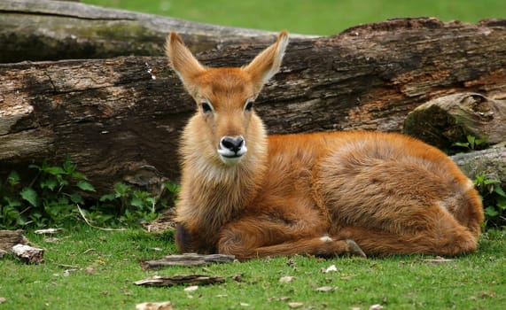 Young Waterbuck