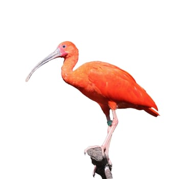 Details of a perched scarlet ibis in captivity