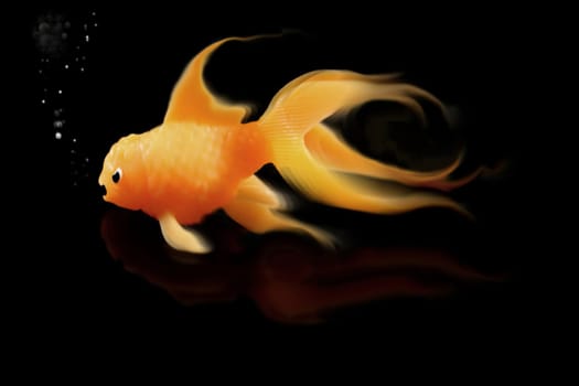 Mad goldfish on black background