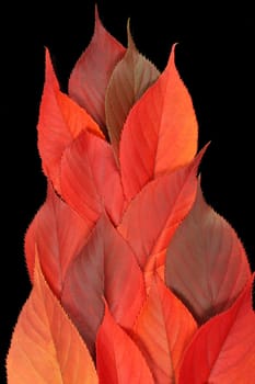 Red autumn leaf flame