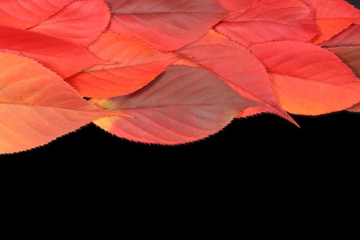 Autumn leaves on edge with copy space