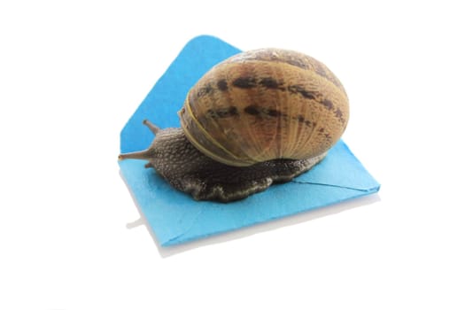 Snail on a small envelope on a white background