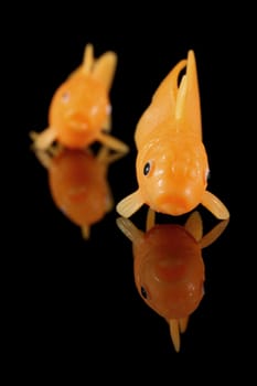 Two goldfish front facing on black reflective background