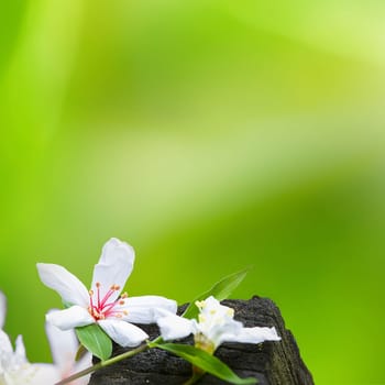 Fallen tung flowers for adv or others purpose use
