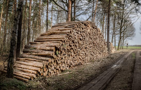 Wood ready for collection