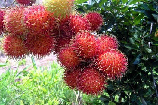 Rambutan