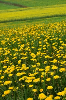 Dandelion meadow