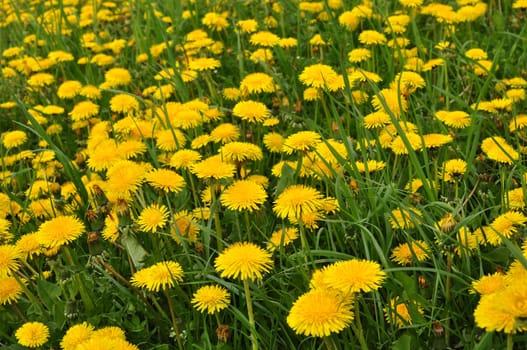 Dandelion meadow