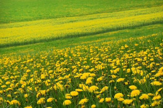 Dandelion meadow