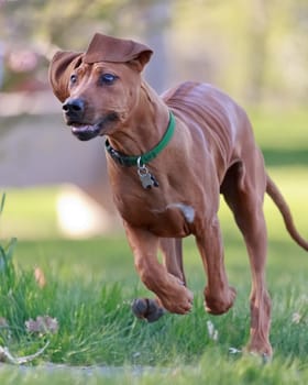 rhodesian ridgeback running in the park