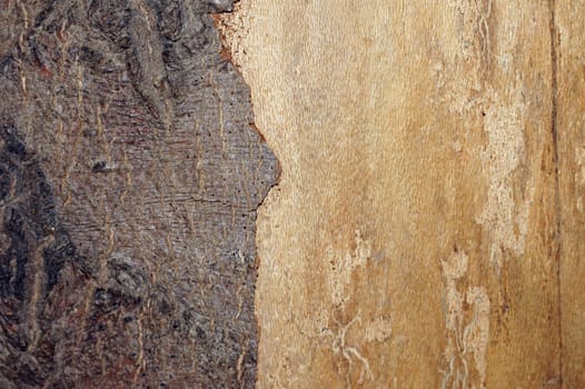 The close-up of a piece of wood with bark.