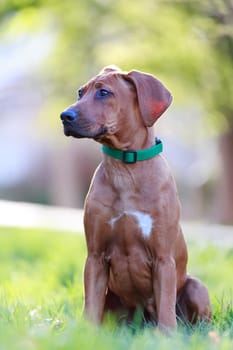 rhodesian ridgeback