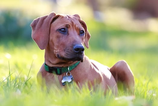 rhodesian ridgeback