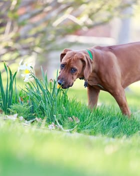 dog smelling flower