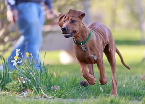 rhodesian ridgeback running in park