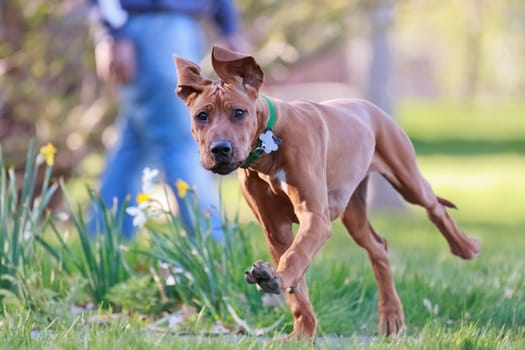 rhodesian ridgeback running in park